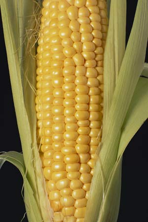 Corn